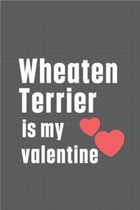 Wheaten Terrier is my valentine