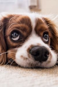 Puppy