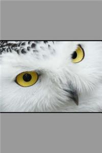 Snowy Owl