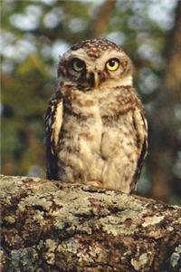 Spotted Owl Journal