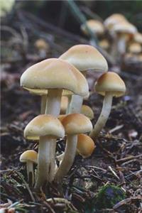 The Mushrooms Journal