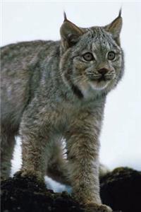 Journal Lynx Prowls In Snow