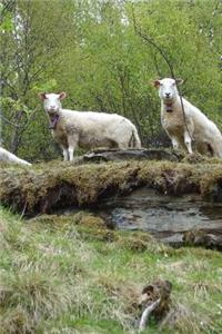 Wooly White Sheep on a Country Bridge in the Spring Journal