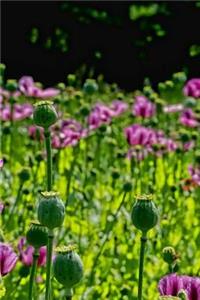 Poppy Flowers Notebook