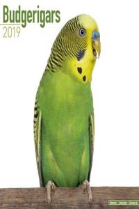 Budgerigars Calendar 2019