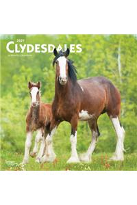 Clydesdales 2021 Square
