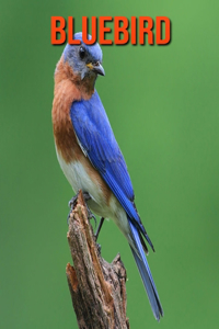 Bluebird