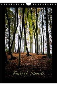 Forest Moods 2017