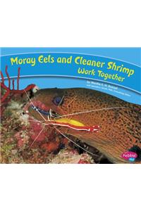 Moray Eels and Cleaner Shrimp Work Together