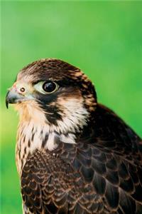 Peregrine Falcon vol.1 Notebook & Journal. Productivity Work Planner & Idea Notepad