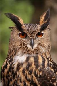 Tawny Owl Bird Journal
