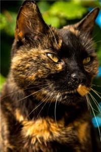 Black and Orange Cat Journal