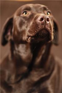 2020 Daily Planner Chocolate Lab Dog Photo 388 Pages