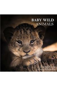 Baby Wild Animals Calendar 2019