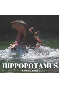 Hippopotamus Calendar 2019