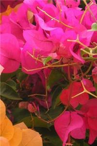 Bougainvillea