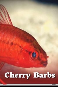 Cherry Barbs: Tank Mates, Breeding, and More