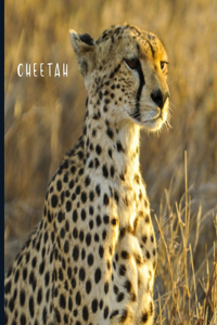 Cheetah