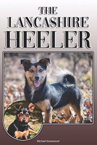 Lancashire Heeler