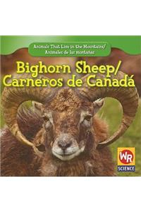 Bighorn Sheep/Carneros de Canada