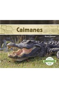 Caimanes