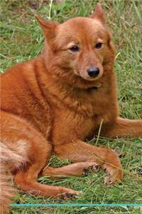 Finnish Spitz Affirmations Workbook Finnish Spitz Presents