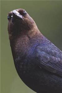 Brown-headed Cowbird Journal