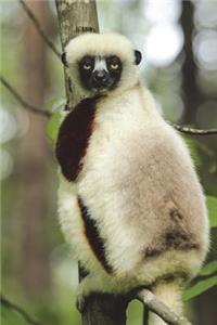 Coquerel's Sifaka Journal