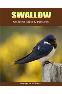 Swallow: Amazing Facts & Pictures