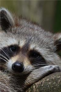 Raccoon Ready for a Nap Journal