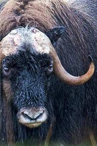 Oxen Notebook