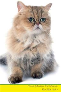 Exotic Shorthair Cat Presents