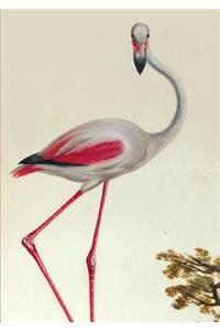 Carnet Blanc, Flamant Rose