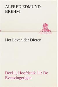 Het Leven der Dieren Deel 1, Hoofdstuk 11: De Evenvingerigen