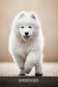 Samoyed