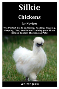 Silkie Chickens for Novices