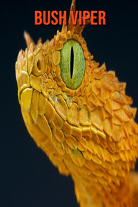 Bush Viper
