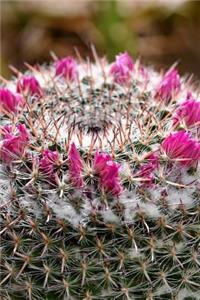 A Crown of Cactus Flowers Close-Up Succulent Journal