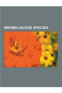 Bromeliaceae Species: Spanish Moss, Neoregelia Concentrica, Neoregelia Carolinae, Neoregelia Chlorosticta, Aechmea Chantinii, Neoregelia Amp