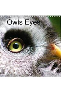 Owls Eyes 2018