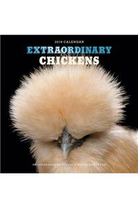 Extraordinary Chickens 2019 Wall Calendar