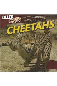Cheetahs