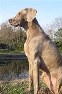 The Weimaraner Dog Journal