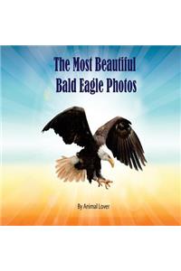 The Most Beautiful Bald Eagle Photos