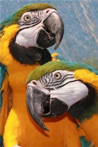 A Loving Pair of Blue and Gold Macaw Parrots