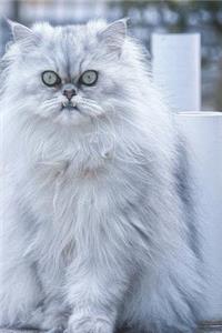 Persian Cat Says, 