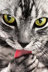 Look at that Face! Green-Eyed Gray Tabby Cat Grooming Pet Journal