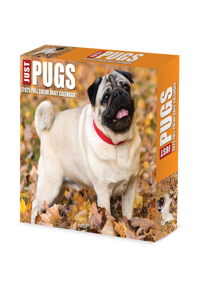 Just Pugs 2026 5.4 X 6.2 Box Calendar