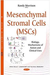 Mesenchymal Stromal Cells (MSCs)