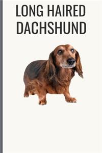 Long Haired Dachshund